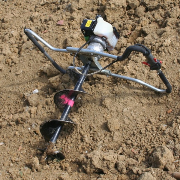 piquet_chien_kite.jpg